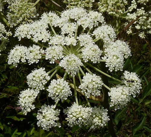 {Angelica venenosa}